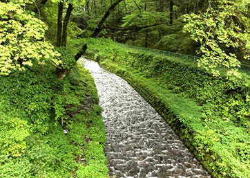 Nikko Botanical Garden